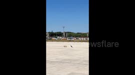 Hunter becomes hunted: Brave crow relentlessly pesters cat