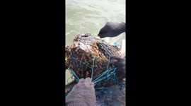 Sailors rescue two turtles tangled in loose fishing nets