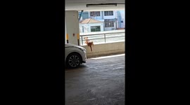 Stray dog stuck in car park railings is rescued
