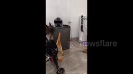 Israel: Armed Criminal Cell Arrested in Lod Before Planned Attack