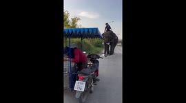 Elephant tucks into ice cream from street vendor in Thailand