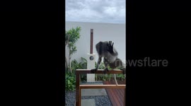 Aggressive monkeys terrorise newlyweds on honeymoon in Bali