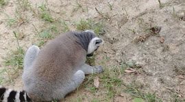 Ring-tailed lemur eats grasses
