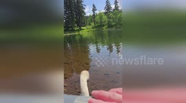Trumpeter swan released into lake in Washington