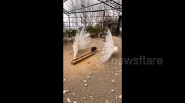 Male peacocks put on dazzling mating display but impressed female completely ignores them and continues eating food