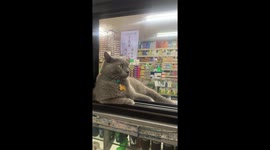 Helpful pet cat works the counter at pharmacy