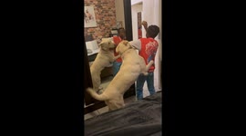 Little boy tries to keep his cupcake away from his adorable dog but fails