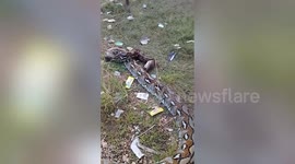 Schoolgirl, 15, survives horror python attack in Indonesia