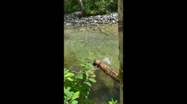 When Your Dog Prefers Logs Over Sticks
