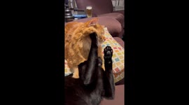 Every Black Cat Needs Their Orange Cat