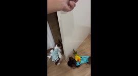 Sun conjure parrot rides on doggo's back
