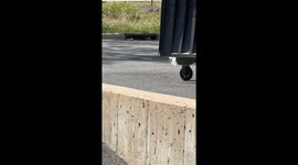Raccoon in the Sewer Drain