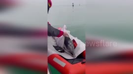 Italy: Firefighters Rescue Dolphin Trapped In Shallow Waters Off Lignano