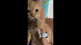 Cat licks treat from the tip of syringe