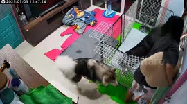 Excited pet Husky pushes cage onto owner