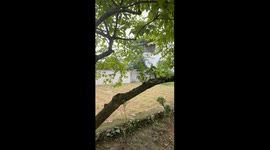 Woman falls from tree while eating watermelon in Zhejiang, China