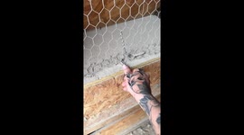 Cat gives birth and hides kittens in chicken coop in Layton, Utah