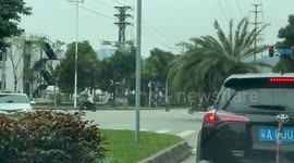 Truck drives with palm tree blocking windshield in Guangdong, China
