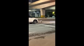 Dog delays traffic by sitting on pedestrian lane in Jiangsu, China