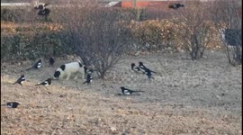 Puppy enjoys chasing birds in playful moment in Liaoning, China
