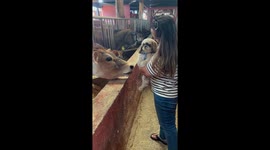 Shih Tzu reacts nervously as cow approaches in Guatemala