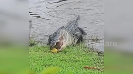 Alligator devours mangoes on banks of lake in the Everglades