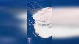 Sharks seen feeding on decaying whale corpse off Hawaii coast