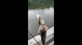 Double the catch, double the surprise: Rare spotted bass hooked on one lure