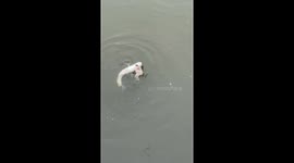 Double bass catch