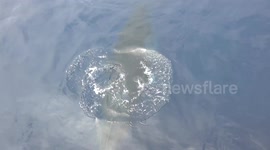 Curious whales surround tourists off Newport Beach in California