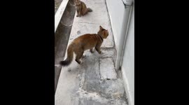 Viral Shuffle Cat! Hilarious Feline That Took Tiktok by Storm