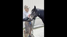 Reading a horse’s swirl: Can this old trick predict their personality?