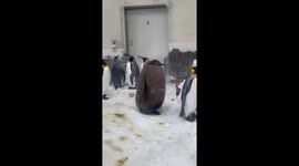 Pesto the penguin struts around like a boss, bragging about its unique built