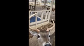 Hungry Deer Herd Beg for Corn Mixture