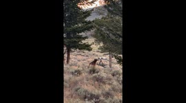 Curious Black Bear Mouths Camera Tripod