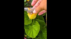 Adorable Little Treefrog Snuggles Into Perfect Petal Pad