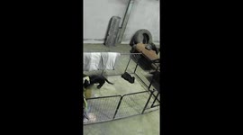 Clever dog moves her puppies into a pet bed