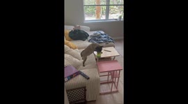 Blind and Deaf Dog Still Managed to Find the Refreshment