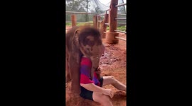 Baby elephant climbs over tourist at sanctuary in Thailand