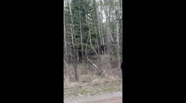 Triplet Black Bear Cubs Climb Trees in Grande Cache