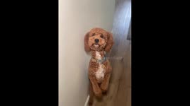 Goldendoodle Walks Backwards on Hind Legs