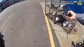 Eighteen Rabbits Abandoned Near Dumpster in Colorado