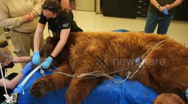 Black Bear Gets Dental Checkup, Clean Bill of Health
