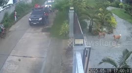 Resident shocked as giant monitor lizard lies at front gate
