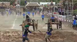 Buffalos hurtle along track dragging carts at annual race in Thailand
