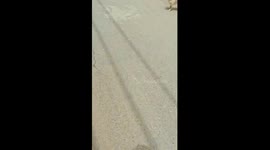 Dogs slip through gate hole after being scared in Henan, China