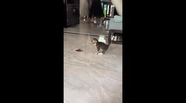 Kitten cautiously interacts with defensive crayfish in Hunan, China