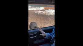 Curious bears approach vehicle in Schefferville, Quebec, Canada
