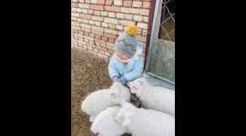 Toddler plays with young sheep in heartwarming scene in Inner Mongolia, China