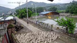 Thousands of ducks rush to pond in stunning scene in Fujian, China